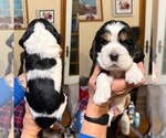 Puppy Puppy 6 English Springer Spaniel