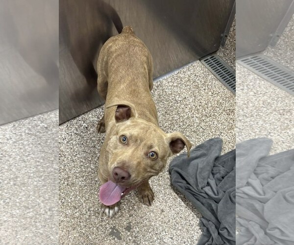 Medium Photo #1 Mutt Puppy For Sale in Martinsburg, WV, USA