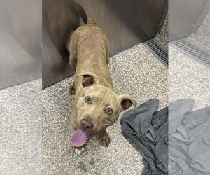 Mutt Dogs for adoption in Martinsburg, WV, USA