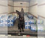 Small Photo #1 German Shepherd Dog Puppy For Sale in WEST POINT, VA, USA