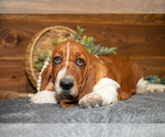 Puppy Vanessa Basset Hound