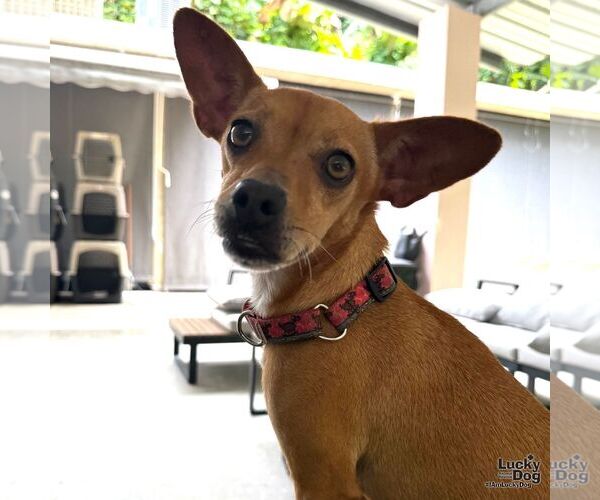 Medium Photo #3 Chihuahua-Unknown Mix Puppy For Sale in Washington, DC, USA