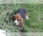 Small Photo #72 Basset Hound Puppy For Sale in MEMPHIS, MO, USA