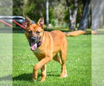 Small #5 German Shepherd Dog Mix