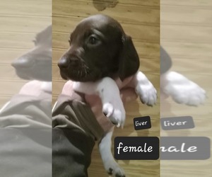 German Shorthaired Pointer Puppy for sale in RICHMOND, MO, USA