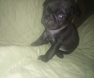 Pug Puppy for sale in FORT WAYNE, IN, USA