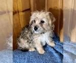Small Photo #17 Morkie Puppy For Sale in SILVER LAKE, IN, USA