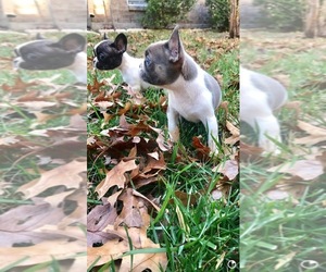French Bulldog Puppy for sale in ADDISON, TX, USA