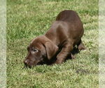 Small #10 Dachsador