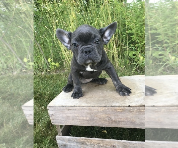 Medium Photo #2 French Bulldog Puppy For Sale in GOSHEN, IN, USA