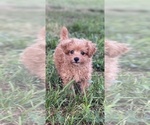 Image preview for Ad Listing. Nickname: Peanut poodle