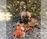 Small Photo #1 Shih Tzu Puppy For Sale in MIDDLEBURY, IN, USA