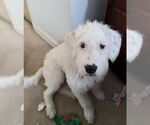 Small #4 Mutt