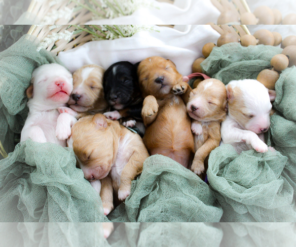 Medium Photo #1 Poodle (Miniature)-Sheepadoodle Mix Puppy For Sale in FAYETTEVILLE, NC, USA