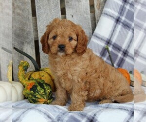 Cavapoo Puppy for sale in LEOLA, PA, USA