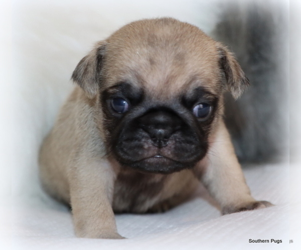 Medium Photo #14 Pug Puppy For Sale in WINNSBORO, TX, USA