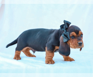 Basset Hound Puppy for sale in LIBERTY, KY, USA