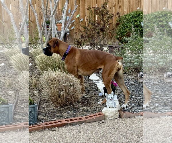 Medium Photo #3 Boxer Puppy For Sale in Dumont, NJ, USA