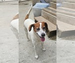 Small #2 Mutt