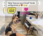 Small #1 German Shepherd Dog