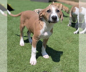 Mutt Dogs for adoption in Vail, AZ, USA
