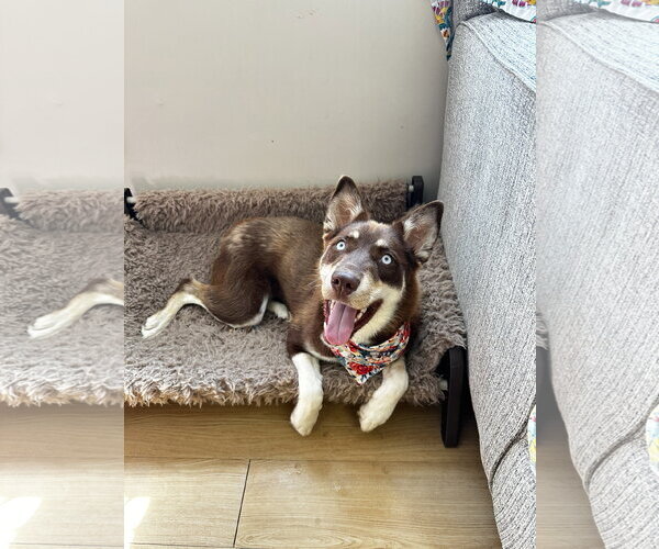 Medium Photo #7 Australian Kelpie-Siberian Husky Mix Puppy For Sale in Rockaway, NJ, USA
