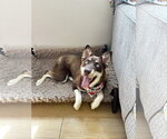 Small #6 Australian Kelpie-Siberian Husky Mix