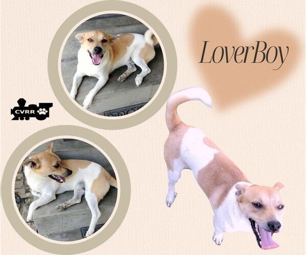 Medium Photo #1 Chihuahua-Unknown Mix Puppy For Sale in Lindsay, CA, USA