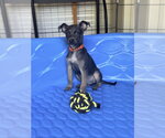 Small #2 Mutt