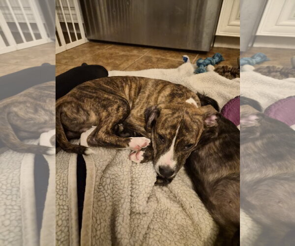 Medium Photo #9 Labrador Retriever-Unknown Mix Puppy For Sale in Holly Springs, NC, USA