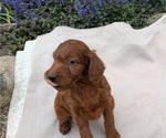 Small Photo #7 Irish Doodle Puppy For Sale in GOSHEN, IN, USA