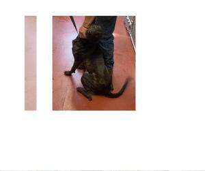 Plott Hound Dogs for adoption in Westminster, MD, USA