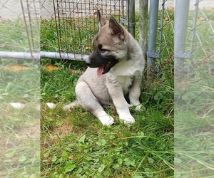 Siberian Husky Puppy for sale in LONG EDDY, NY, USA