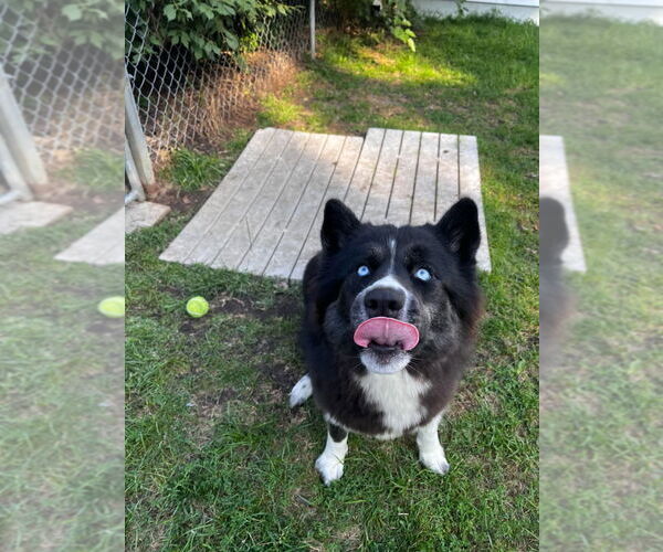 Medium Photo #2 Huskies -Unknown Mix Puppy For Sale in Muskegon, MI, USA