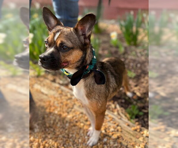 Medium Photo #1 Chihuahua-Unknown Mix Puppy For Sale in Warrenton, VA, USA