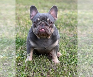 Father of the French Bulldog puppies born on 05/29/2022