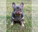 Small Photo #1 French Bulldog Puppy For Sale in FAIRBURN, GA, USA