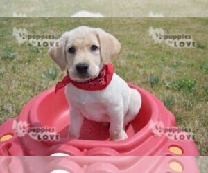 Labrador Retriever Puppy for sale in SANGER, TX, USA