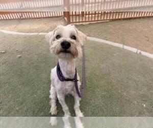 Maltese-Unknown Mix Dogs for adoption in Las Vegas, NV, USA