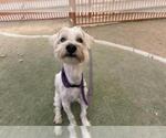 Small Maltese Mix