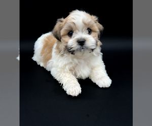 Zuchon Puppy for sale in FAIRBANK, IA, USA
