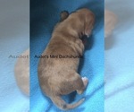Small Photo #2 Dachshund Puppy For Sale in SOUTH NEWFANE, VT, USA