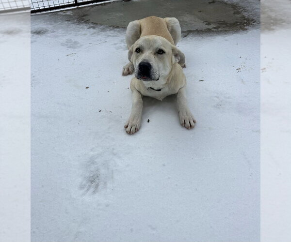 Medium Photo #3 Anatolian Pyrenees Puppy For Sale in Oak Bluffs, MA, USA