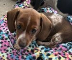 Puppy 1 Dachshund