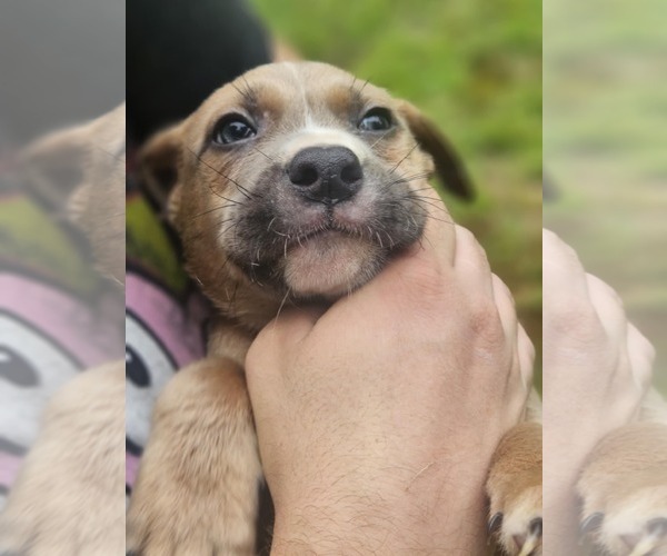 Medium Photo #3 Mutt Puppy For Sale in Sheboygan, WI, USA