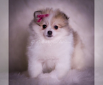Small Photo #41 Pomeranian Puppy For Sale in WARSAW, IN, USA