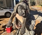Puppy Trigger Cane Corso