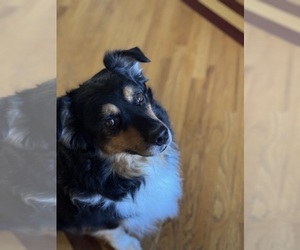 Father of the Australian Shepherd puppies born on 06/18/2025