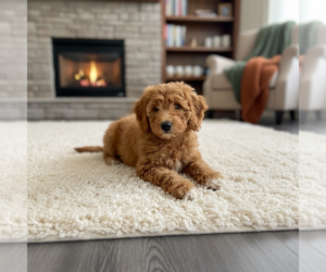 Goldendoodle mix (+ Poodle Miniature) Puppy for Sale in WOODSTOCK, Illinois USA