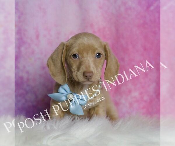 Medium Photo #4 Dachshund Puppy For Sale in WARSAW, IN, USA